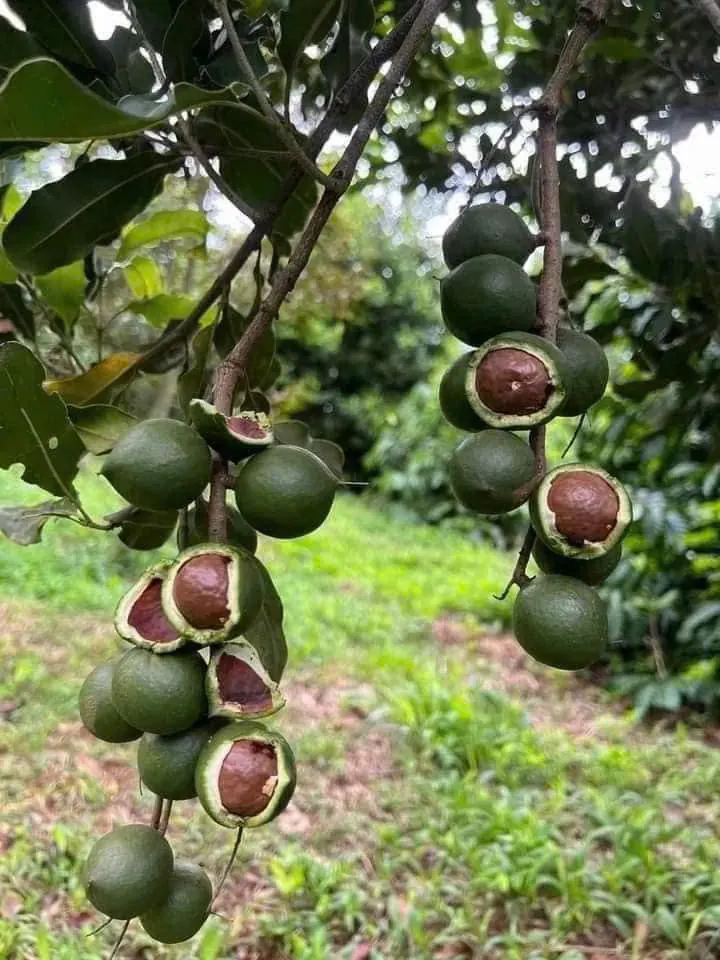마카다미아 산지 조사